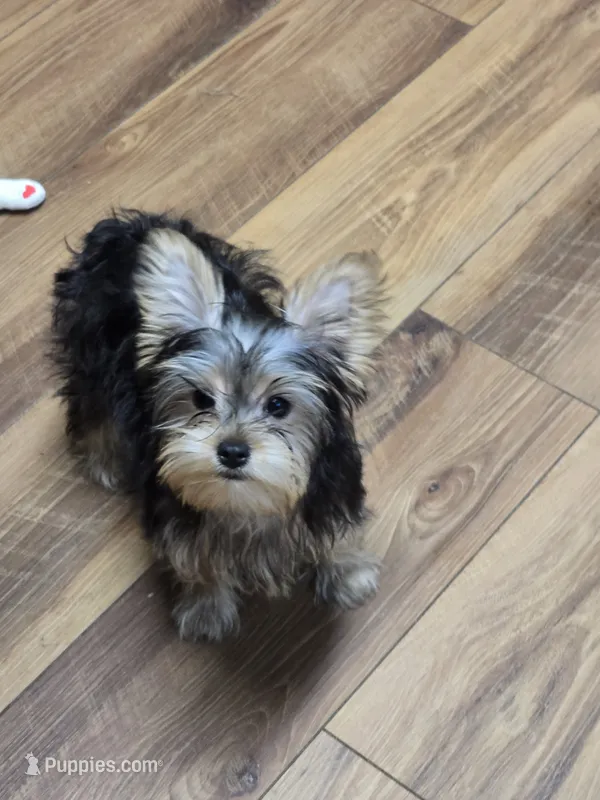 Finley – Yorkshire Terrier puppy for sale in La Grange, NC