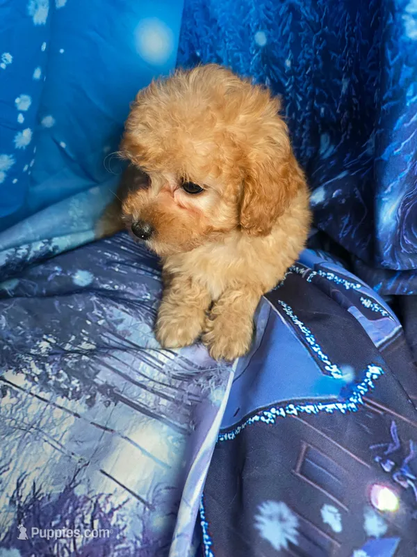 Ruby – Poodle - Toy  puppy for sale in La Grange, NC
