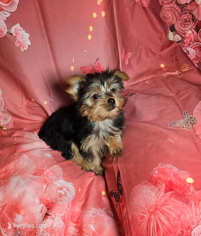 Tiny – Yorkshire Terrier puppy for sale in La Grange, NC