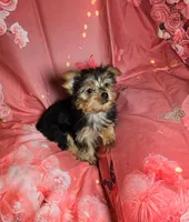 Tiny, a female Yorkshire Terrier for sale in La Grange, NC – 3 of 3
