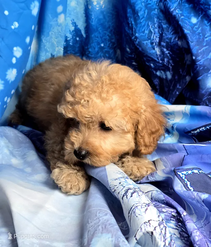 Finley  – Poodle - Toy  puppy for sale in La Grange, NC
