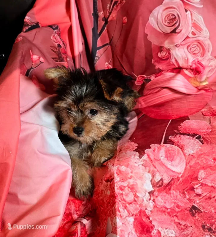 Tiny – Yorkshire Terrier puppy for sale in La Grange, NC