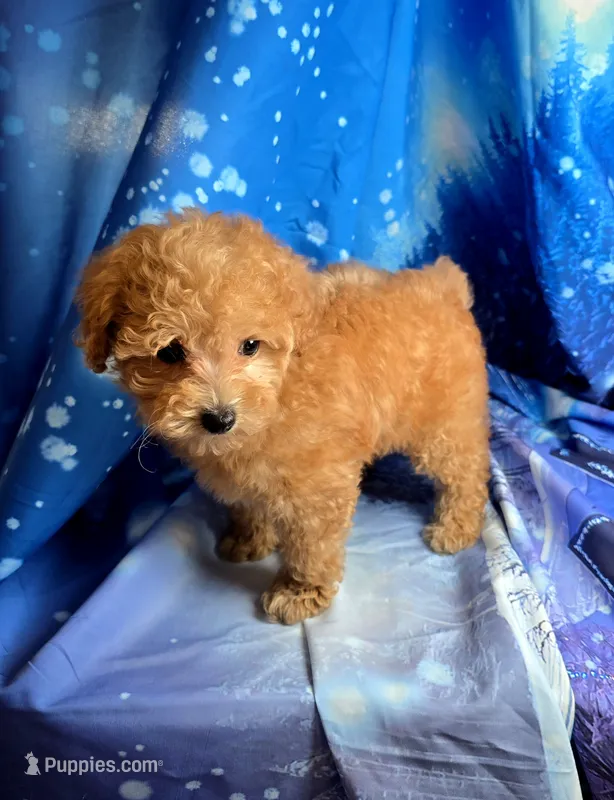 Tinker – Poodle - Toy  puppy for sale in La Grange, NC