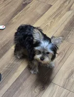Finley, a male Yorkshire Terrier for sale in La Grange, NC – 3 of 3
