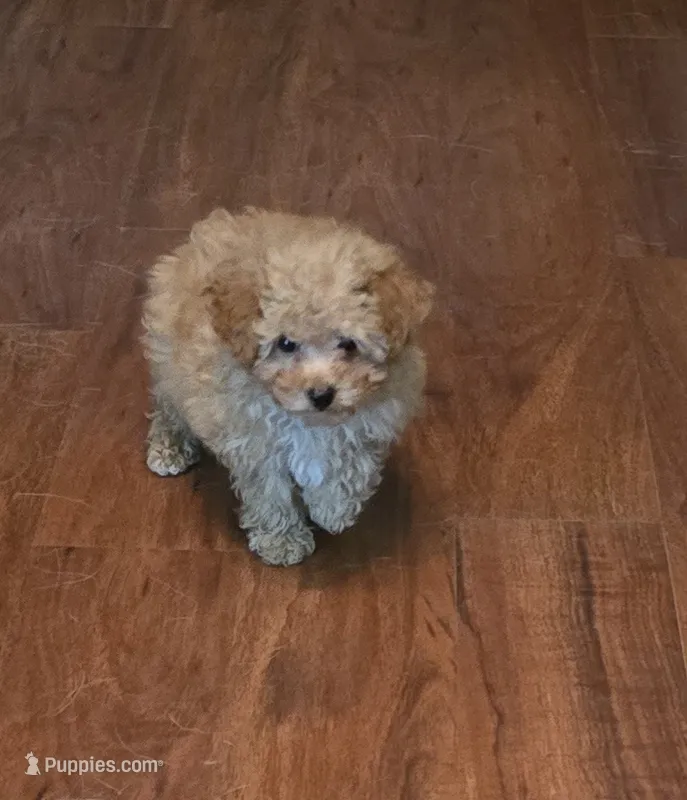 Teddy – Poodle - Toy  puppy for sale in La Grange, NC