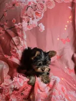 Bella, a female Yorkshire Terrier for sale in La Grange, NC – 2 of 3