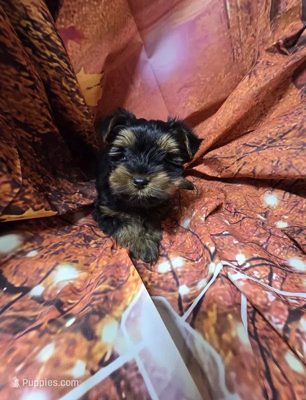 Taz – Yorkshire Terrier puppy on hold in La Grange, NC