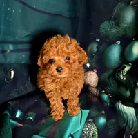 Finley, a male Poodle - Toy  for sale in La Grange, NC – Photo 2 of 2