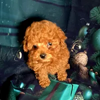 Finley, a male Poodle - Toy  for sale in La Grange, NC – Photo 1 of 2