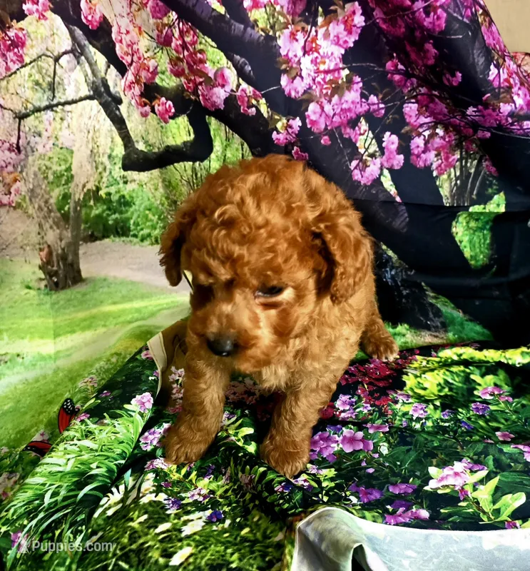 AKC BENTLEY  – Poodle - Toy  puppy for sale in La Grange, NC