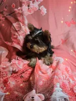 Bella, a female Yorkshire Terrier for sale in La Grange, NC – 3 of 3