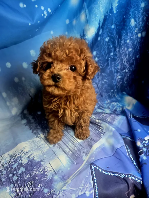 AKC Teddy – Poodle - Toy  puppy on hold in La Grange, NC