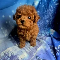 AKC Teddy, a male Poodle - Toy  for sale in La Grange, NC – Photo 1 of 3