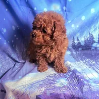 AKC Teddy, a male Poodle - Toy  for sale in La Grange, NC – Photo 3 of 3