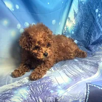 AKC Teddy, a male Poodle - Toy  for sale in La Grange, NC – Photo 2 of 3