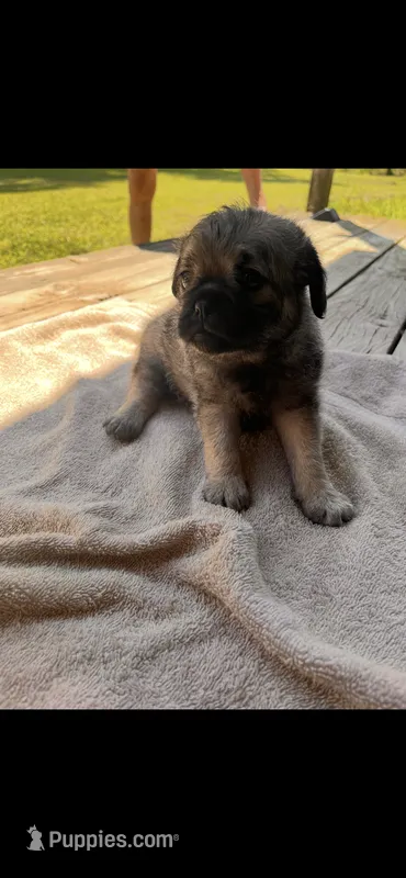 Sammy – Pug puppy for sale in Shacklefords, VA