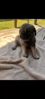 Sammy, a female Pug for sale in Shacklefords, VA – 1 of 1