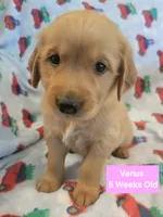 Venus, a female Golden Retriever for sale in Gladstone, OR – 1 of 7