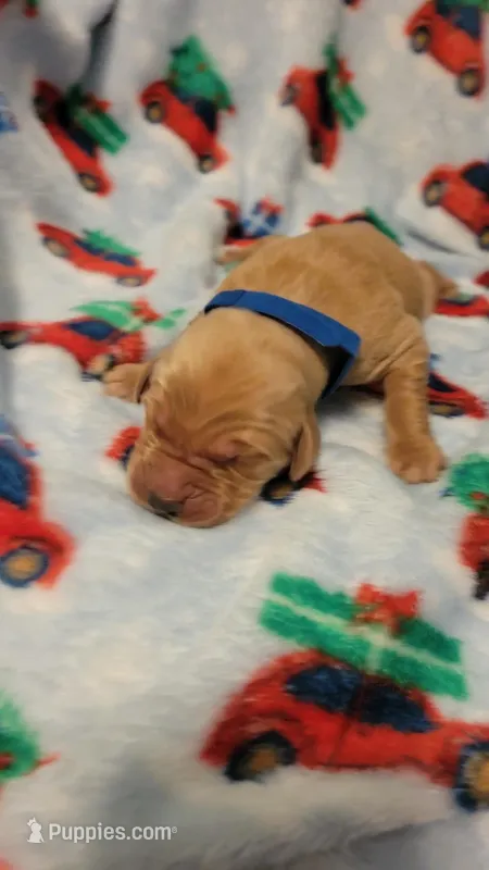 Hercules  – Golden Retriever puppy for sale in Gladstone, OR