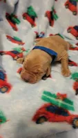 Hercules , a male Golden Retriever for sale in Gladstone, OR – 2 of 2