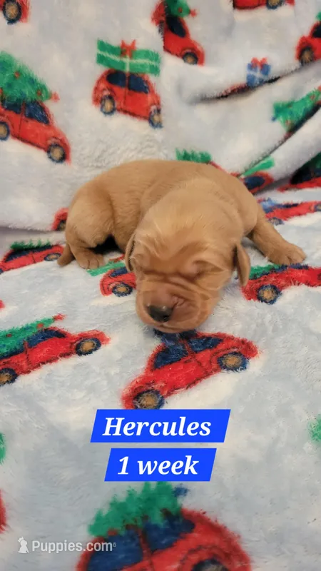 Hercules  – Golden Retriever puppy on hold in Gladstone, OR