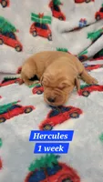 Hercules , a male Golden Retriever for sale in Gladstone, OR – 1 of 2