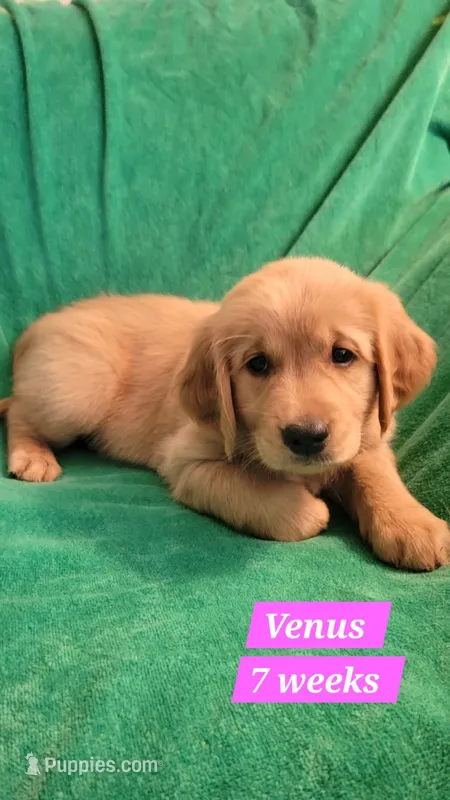 Venus – Golden Retriever puppy on hold in Gladstone, OR