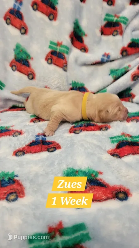 Zues – Golden Retriever puppy on hold in Gladstone, OR