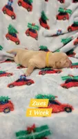 Zues, a male Golden Retriever for sale in Gladstone, OR – 1 of 2