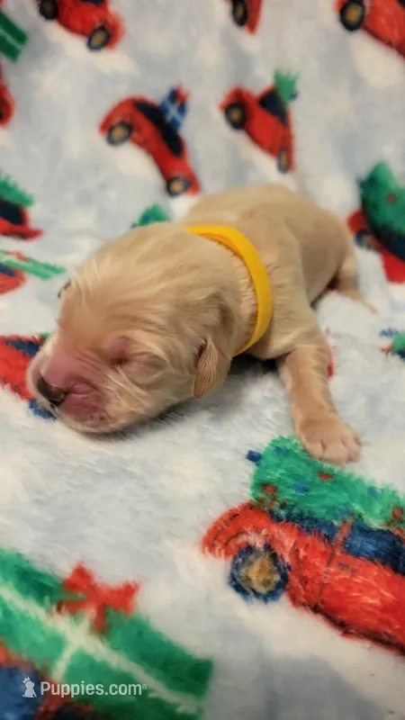 Zues – Golden Retriever puppy for sale in Gladstone, OR