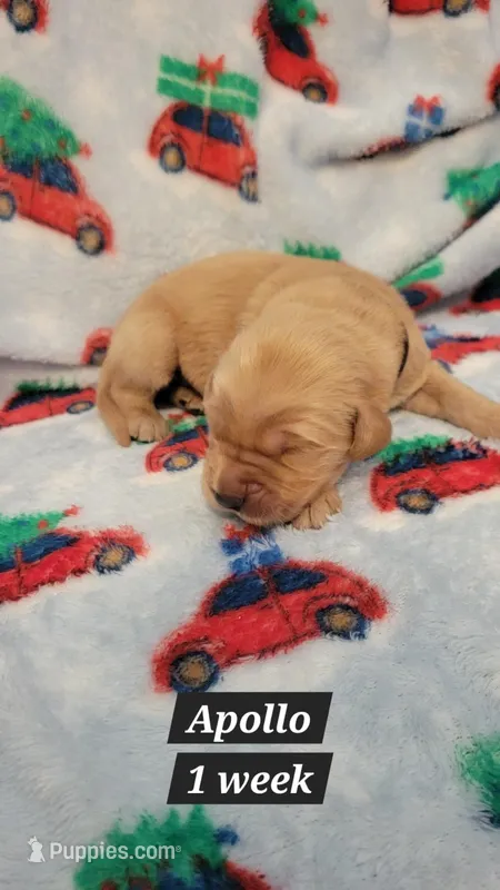 Apollo – Golden Retriever puppy on hold in Gladstone, OR