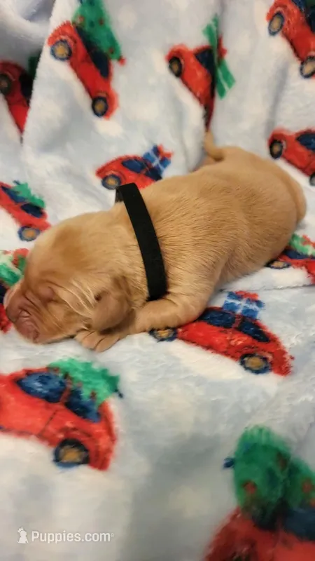 Apollo – Golden Retriever puppy for sale in Gladstone, OR