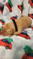 Apollo, a male Golden Retriever for sale in Gladstone, OR – 2 of 2