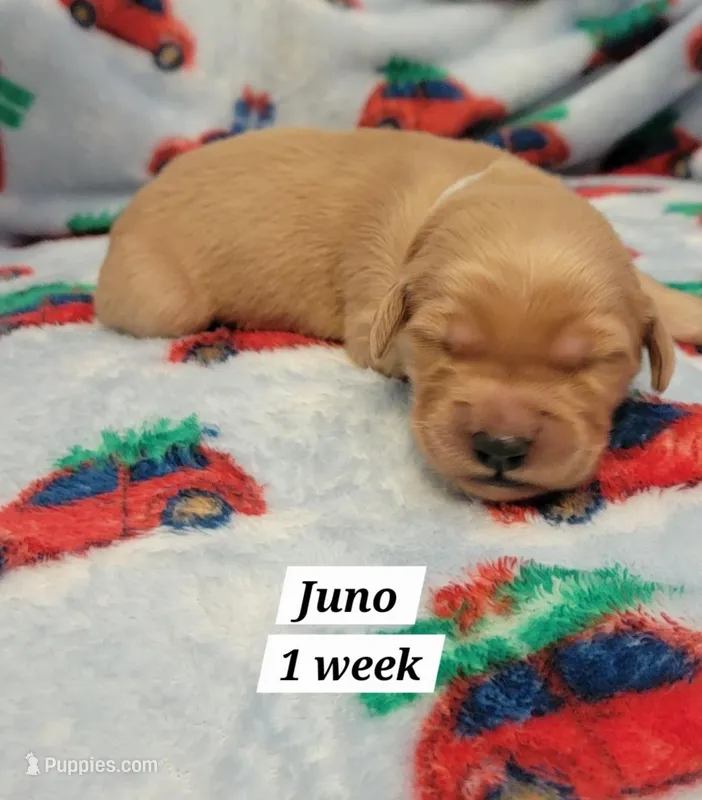 Juno – Golden Retriever puppy for sale in Gladstone, OR