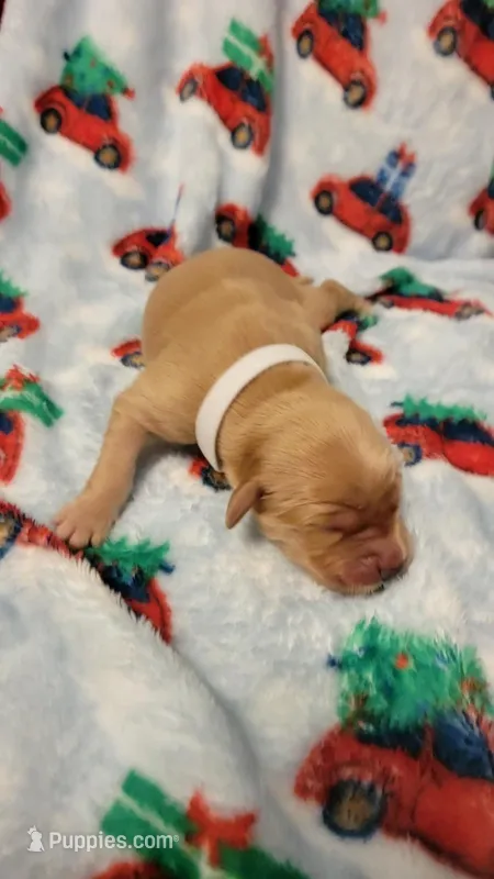 Juno – Golden Retriever puppy for sale in Gladstone, OR