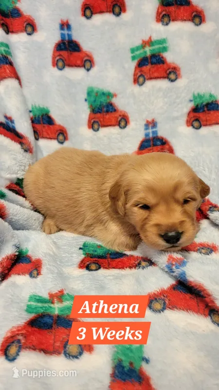 Athena – Golden Retriever puppy for sale in Gladstone, OR
