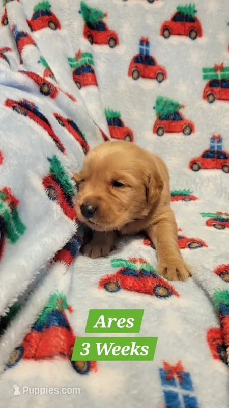 Ares – Golden Retriever puppy on hold in Gladstone, OR