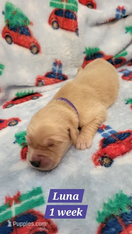 Luna – Golden Retriever puppy for sale in Gladstone, OR
