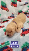 Luna, a female Golden Retriever for sale in Gladstone, OR – 1 of 2