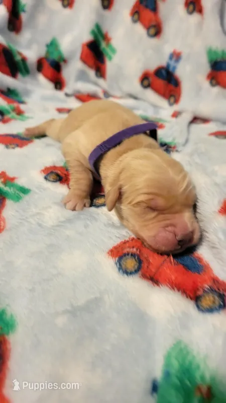 Luna – Golden Retriever puppy for sale in Gladstone, OR