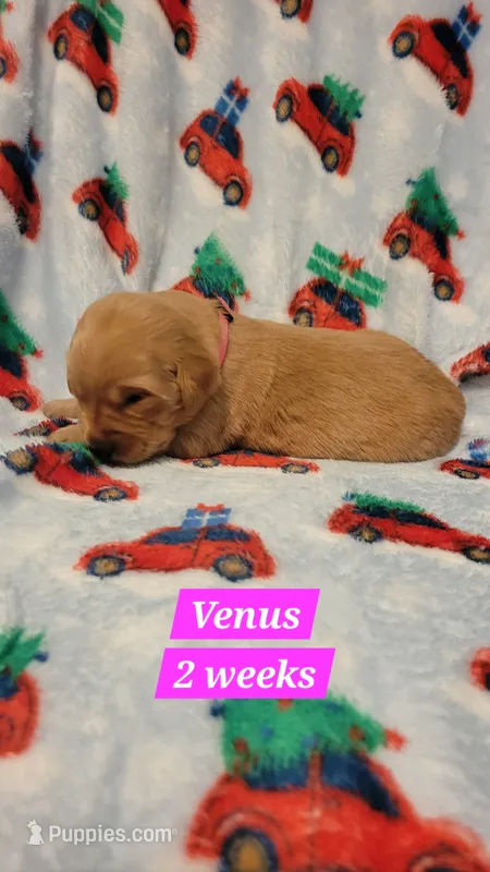 Venus – Golden Retriever puppy for sale in Gladstone, OR