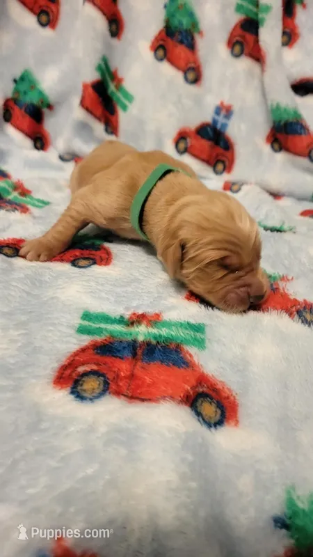 Ares – Golden Retriever puppy for sale in Gladstone, OR