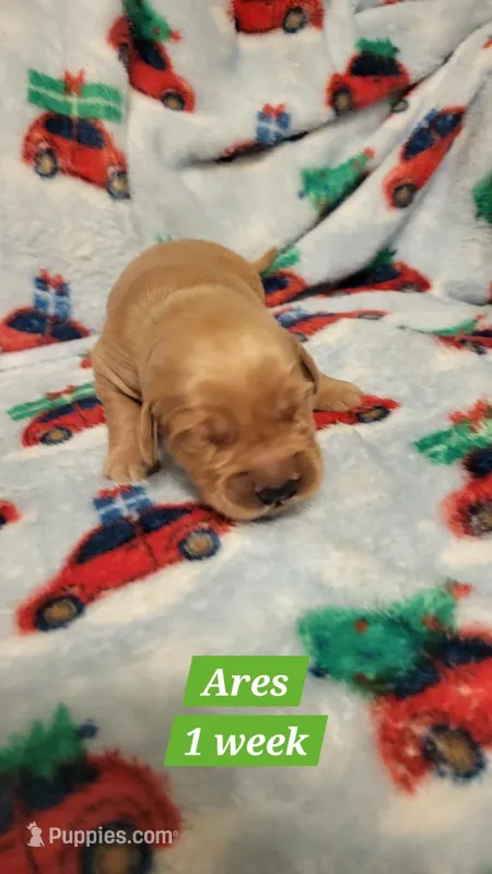 Ares – Golden Retriever puppy for sale in Gladstone, OR