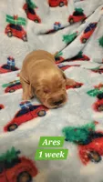 Ares, a male Golden Retriever for sale in Gladstone, OR – 3 of 4