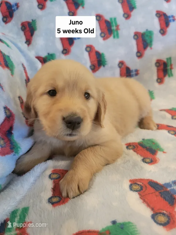 Juno – Golden Retriever puppy for sale in Gladstone, OR