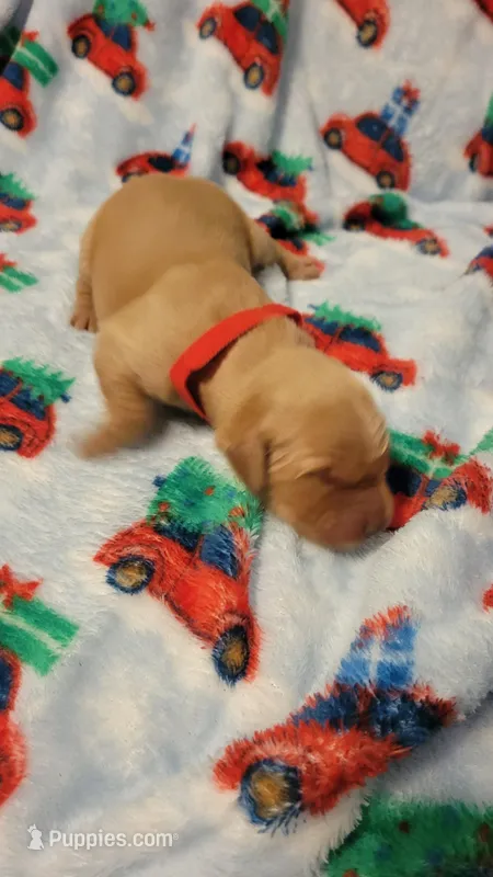 Athena – Golden Retriever puppy for sale in Gladstone, OR