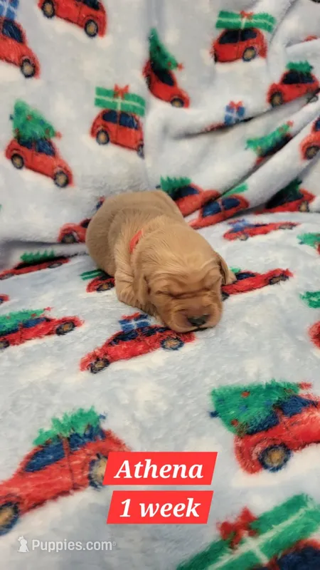 Athena – Golden Retriever puppy for sale in Gladstone, OR