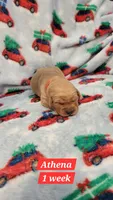 Athena, a female Golden Retriever for sale in Gladstone, OR – 4 of 5