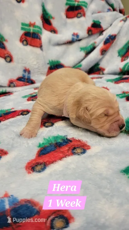Hera – Golden Retriever puppy on hold in Gladstone, OR