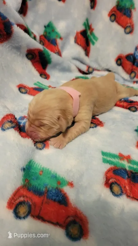 Hera – Golden Retriever puppy on hold in Gladstone, OR